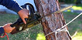Best Tree Preservation Services  in Morristown, NJ