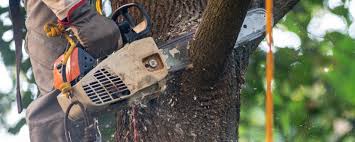 Best Lot and Land Clearing  in Morristown, NJ