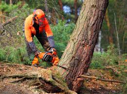 Best Hazardous Tree Removal  in Morristown, NJ