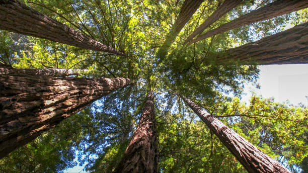 Best Tree Health Inspection  in Morristown, NJ