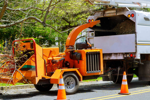 Best Root Management and Removal  in Morristown, NJ