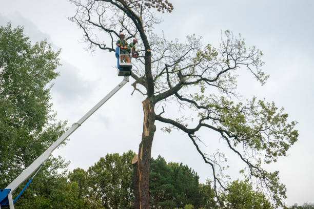 Best Tree Removal  in Morristown, NJ