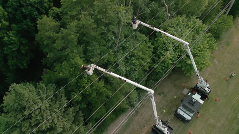 Best Emergency Tree Removal  in Morristown, NJ