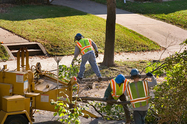 Morristown, NJ Tree Removal Company