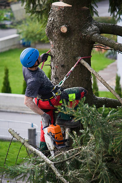 Best Stump Grinding and Removal  in Morristown, NJ